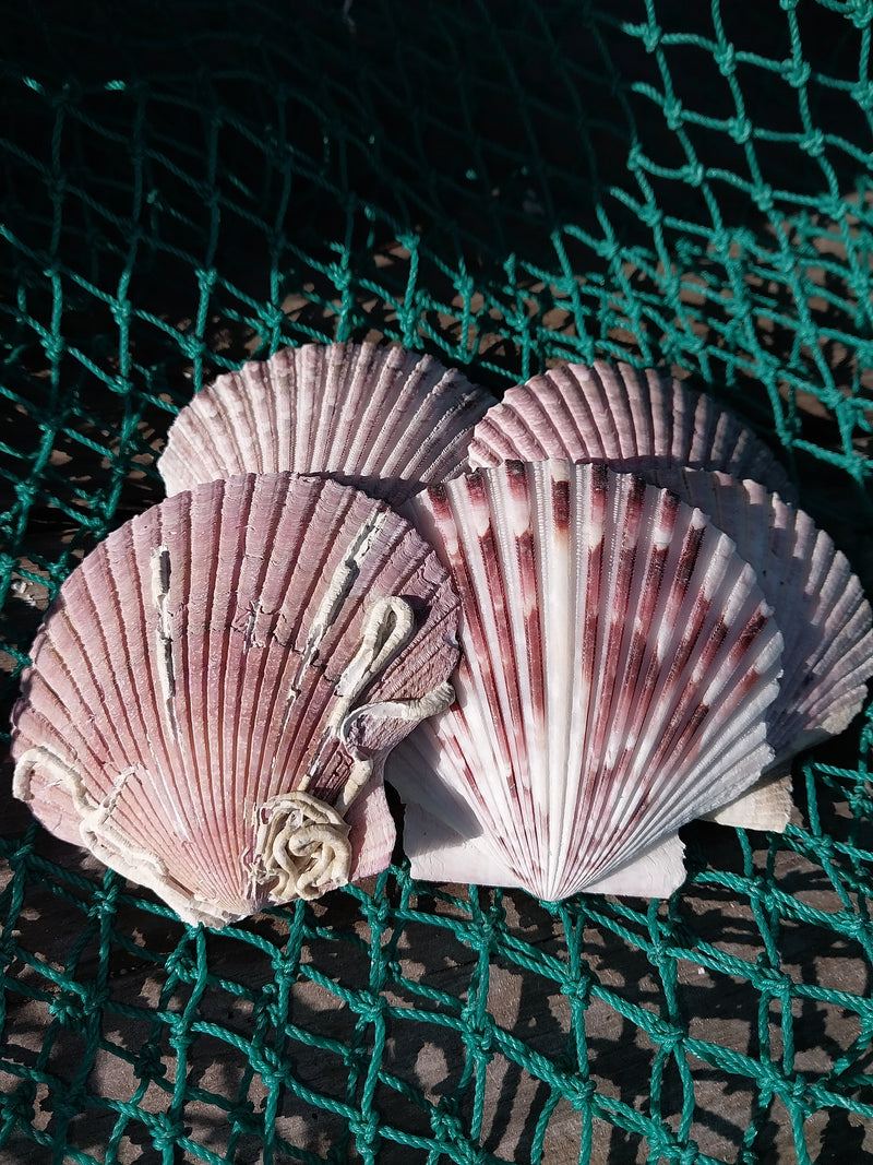 Large Purple Scallop Shell