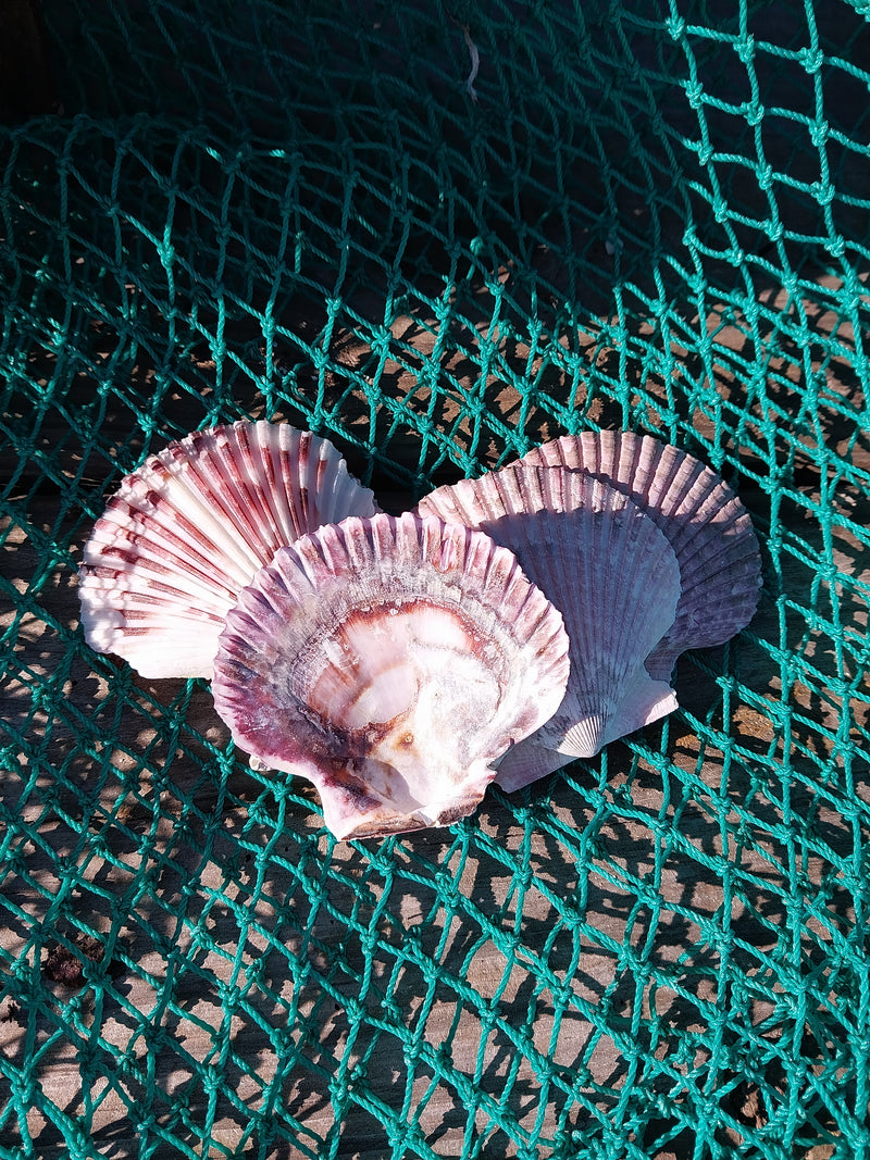 Large Purple Scallop Shell