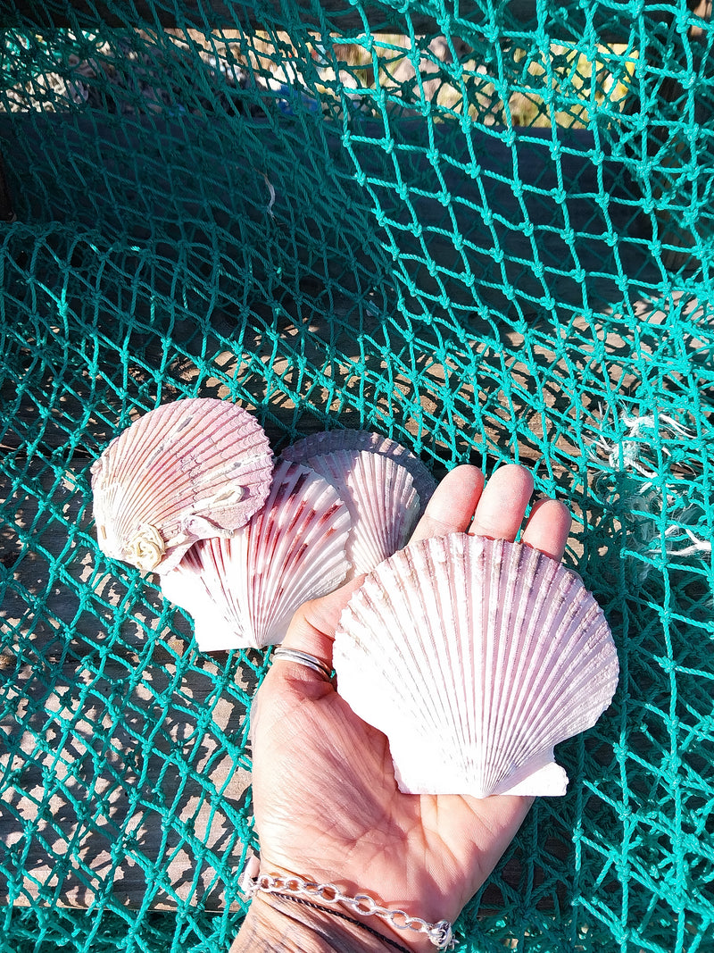 Large Purple Scallop Shell