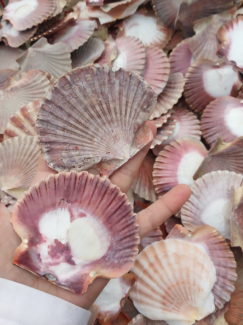 Mexican Flat Scallop Shells