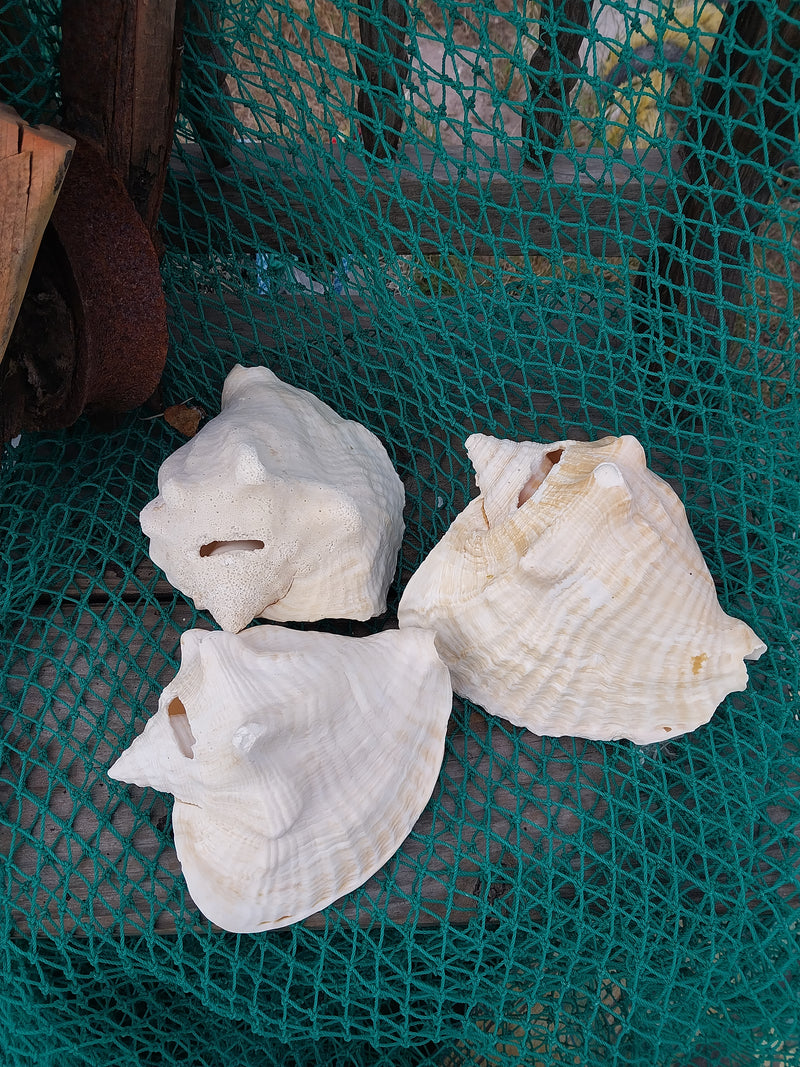 Macrostrombus costatus AKA Milk Conch with Piercing