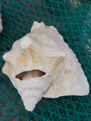 Macrostrombus costatus AKA Milk Conch with Piercing