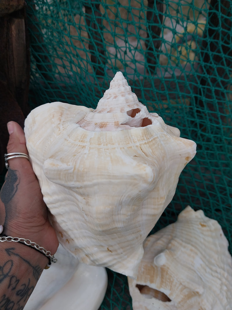 Macrostrombus costatus AKA Milk Conch with Piercing