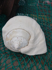 Titanostrombus Galeatus Eastern Pacific Giant Conch