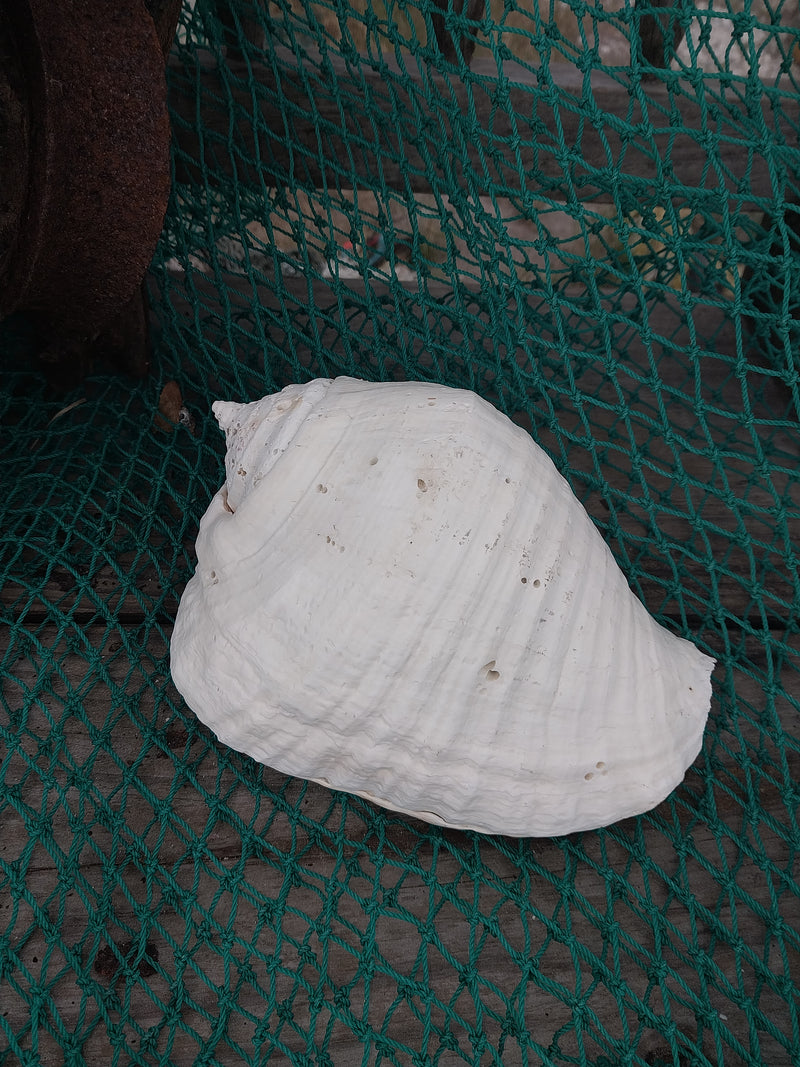 Titanostrombus Galeatus Eastern Pacific Giant Conch