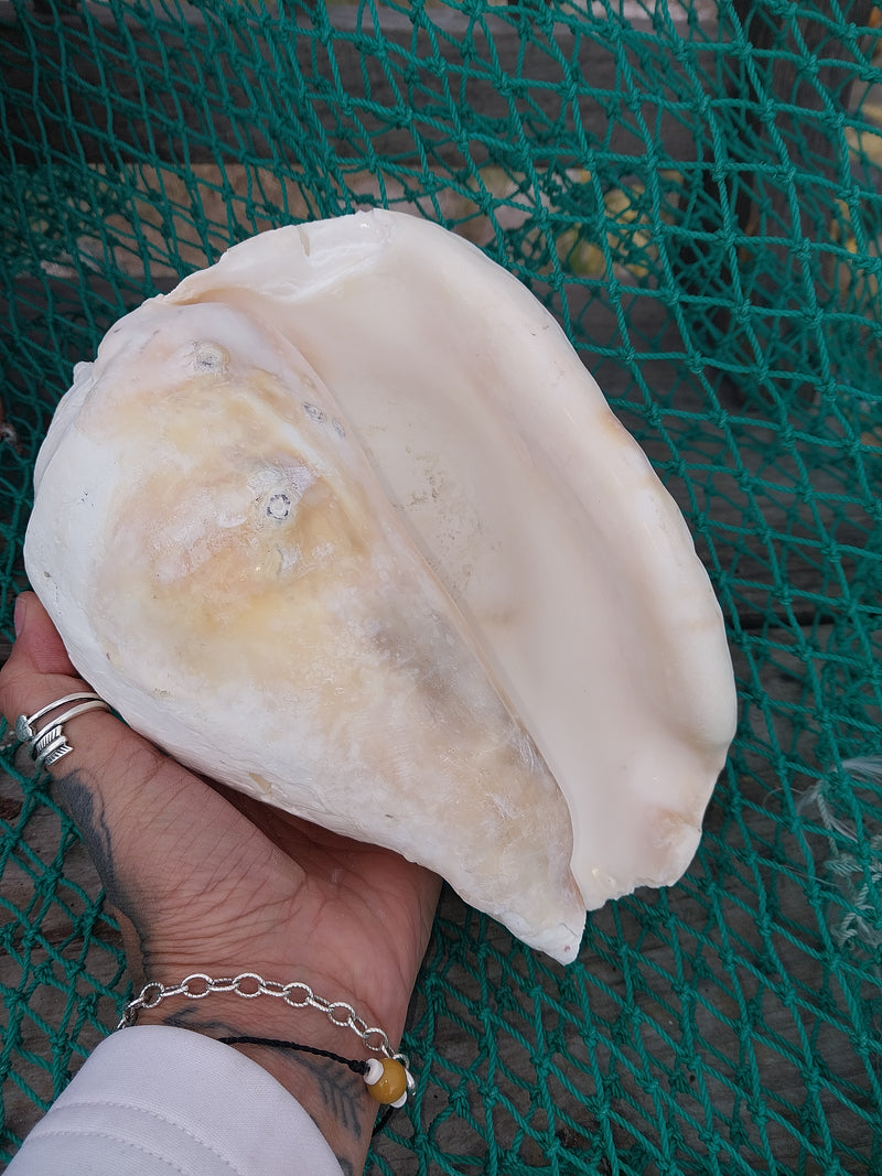 Titanostrombus Galeatus Eastern Pacific Giant Conch