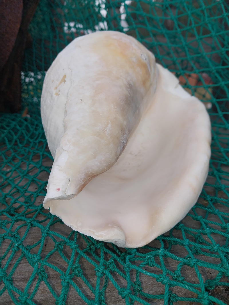 Titanostrombus Galeatus Eastern Pacific Giant Conch