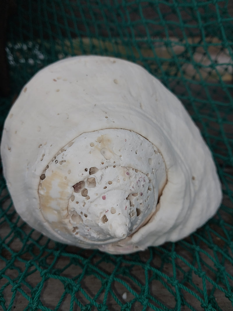 Titanostrombus Galeatus Eastern Pacific Giant Conch