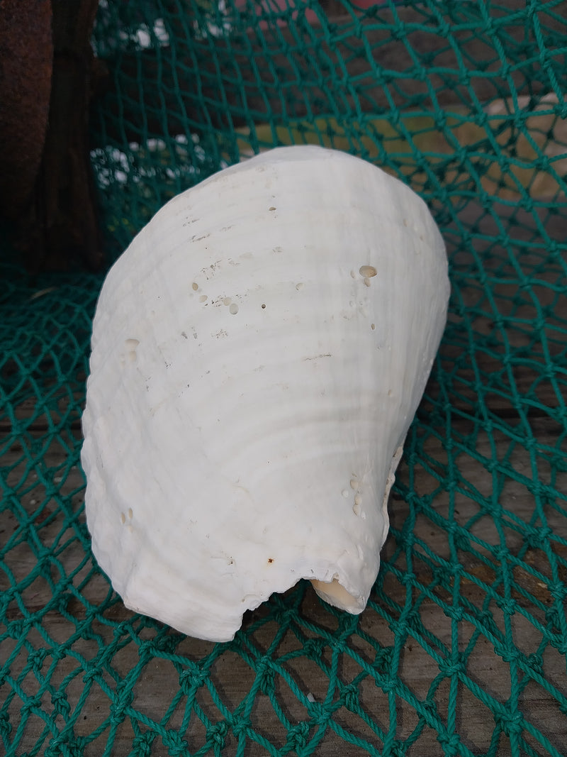 Titanostrombus Galeatus Eastern Pacific Giant Conch