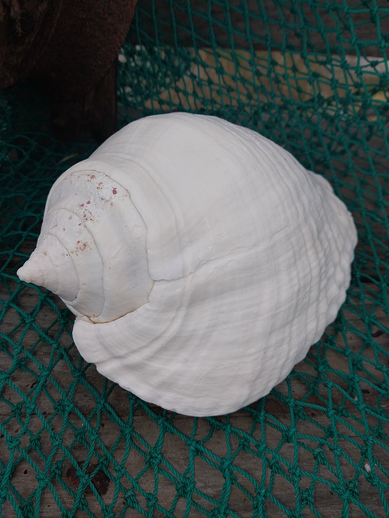 Titanostrombus Galeatus Eastern Pacific Giant Conch