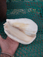 Titanostrombus Galeatus Eastern Pacific Giant Conch