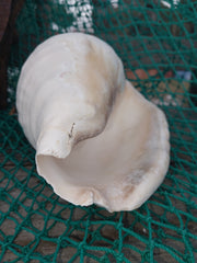 Titanostrombus Galeatus Eastern Pacific Giant Conch