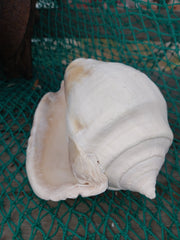 Titanostrombus Galeatus Eastern Pacific Giant Conch