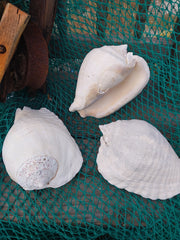 Titanostrombus Galeatus Eastern Pacific Giant Conch