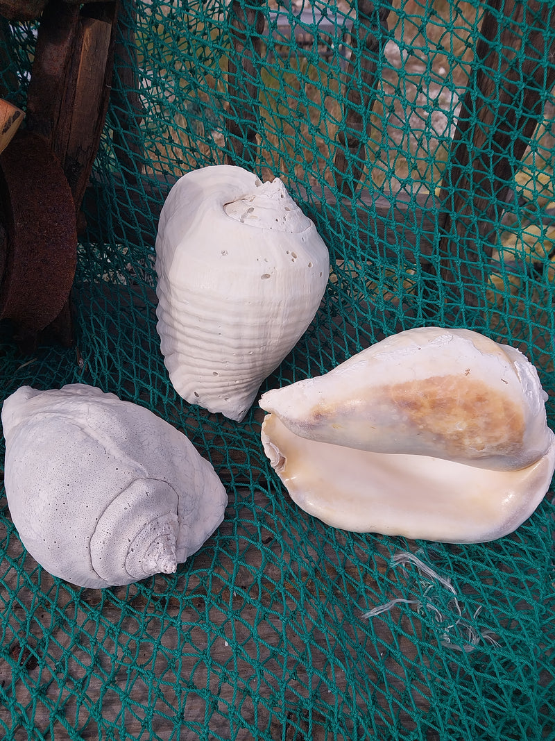 Titanostrombus Galeatus Eastern Pacific Giant Conch