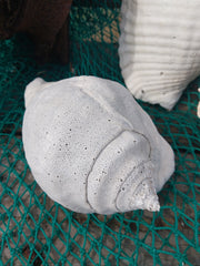 Titanostrombus Galeatus Eastern Pacific Giant Conch