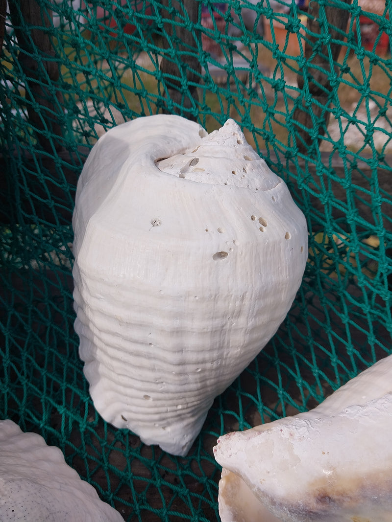 Titanostrombus Galeatus Eastern Pacific Giant Conch