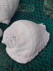 Titanostrombus Galeatus Eastern Pacific Giant Conch