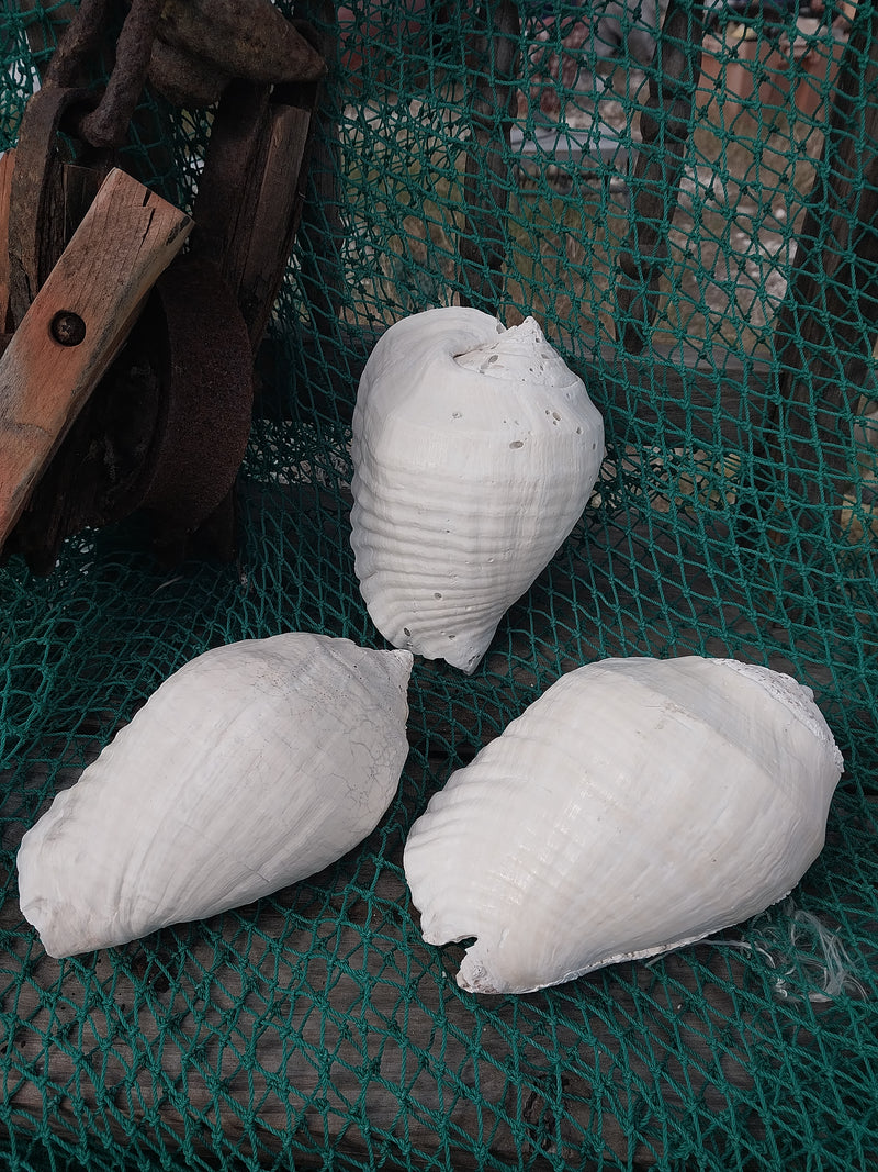 Titanostrombus Galeatus Eastern Pacific Giant Conch