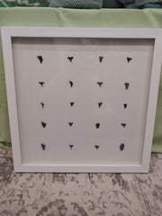 Shark teeth shadow box- Made to order