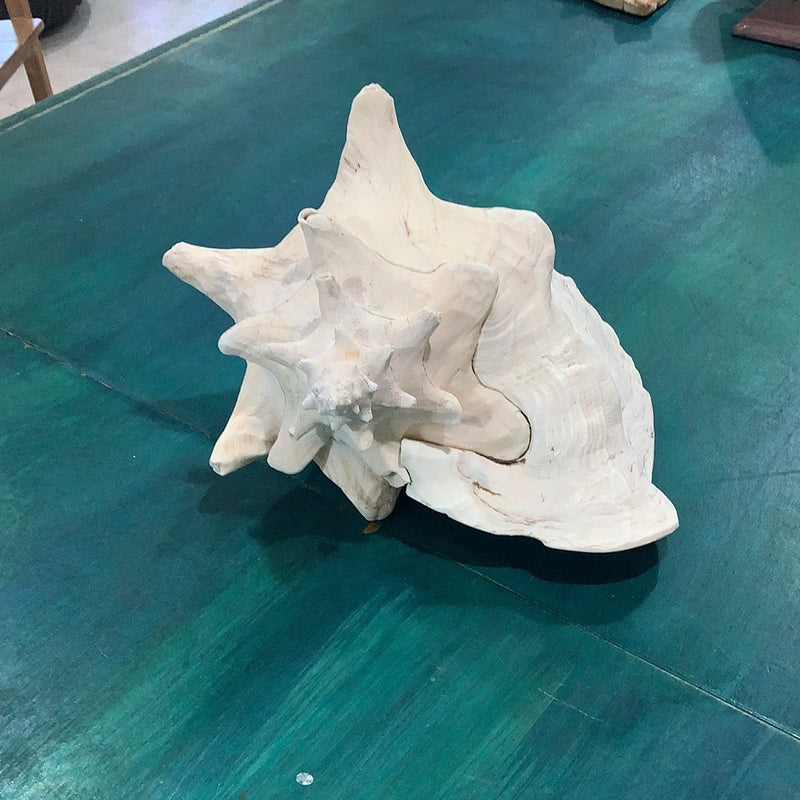 Queen Conch Shell