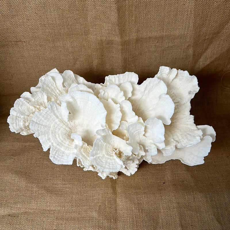 Vintage White Poca Coral - 15"x8"x8"