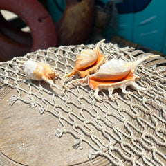 Orange Spider Conch Shell- Lambis Crocata