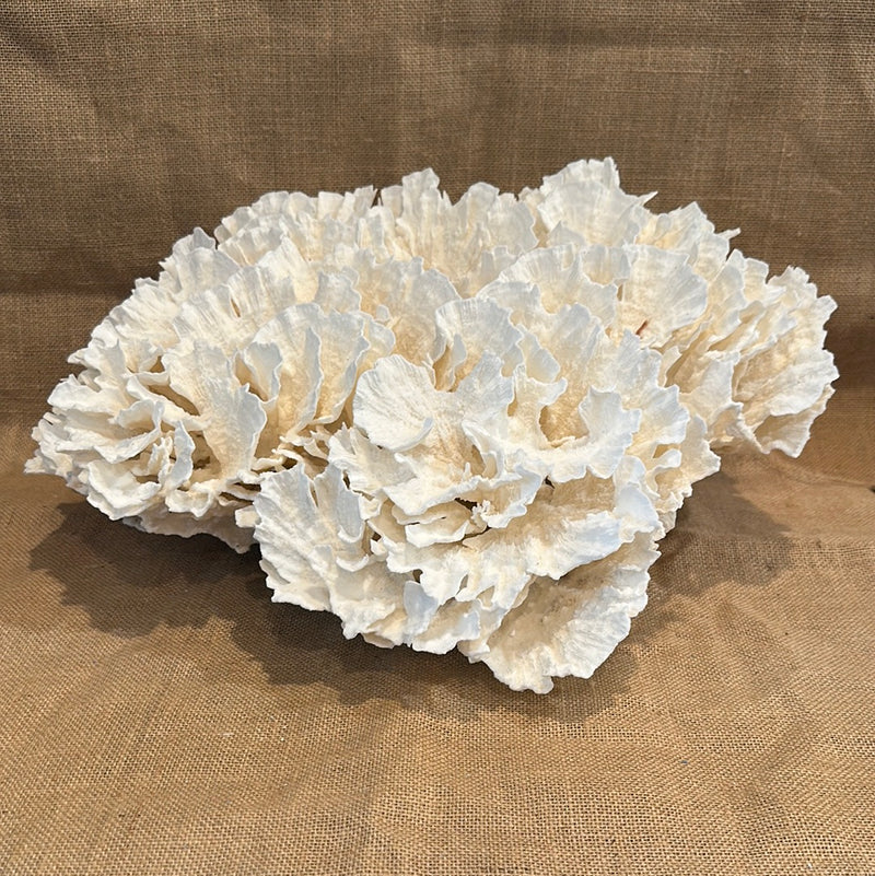 Vintage White Poca Coral - 20"x13"x7"