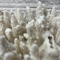 Vintage White Finger Coral - 12