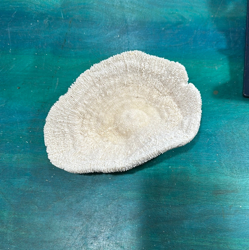 Vintage White Slipper Coral 9"