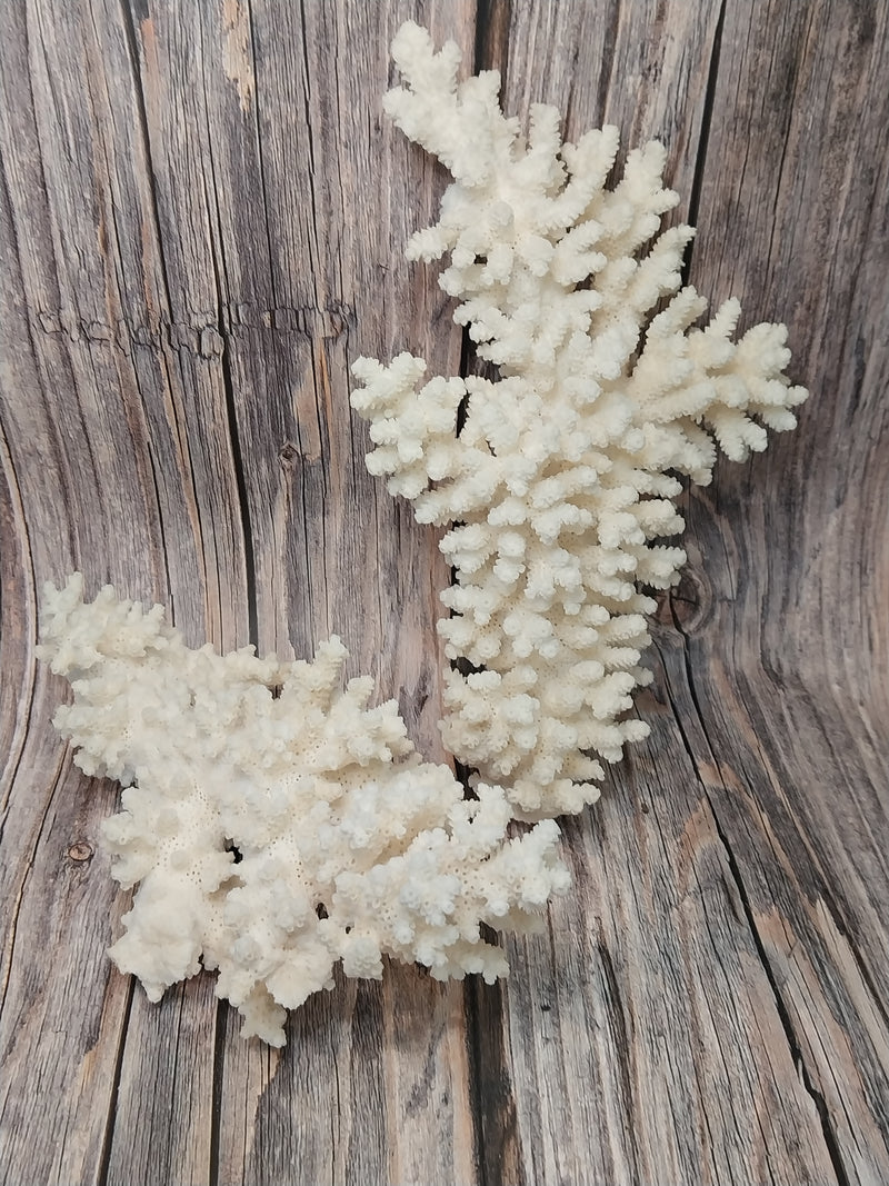 Two pieces of vintage Branch Coral laid out for display on a wood background.