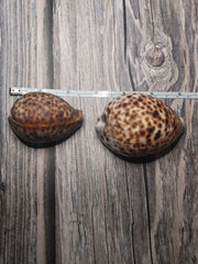 A selection of two Tiger Cowrie Shells, Grade B, resting on a rustic wooden surface. Displaying the leopard-like spotted pattern unique to tiger cowries. The shells vary in appearance, with natural imperfections and a less glossy finish.