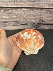 A vibrant Irish Flat Scallop shell with natural organic growth, including tube worms and barnacles, displayed on a dark surface with a wooden background. The shells showcase a range of colors from orange and pink to brown, with unique textures and markings adding to their natural beauty.