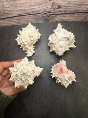 Four natural Blush Pink Murex shells displayed on a dark surface with a rustic wooden background. Each shell showcases its spiky ridges, textured details, and a hint of blush pink on the inner surface, highlighting their coastal charm and unique natural imperfections.