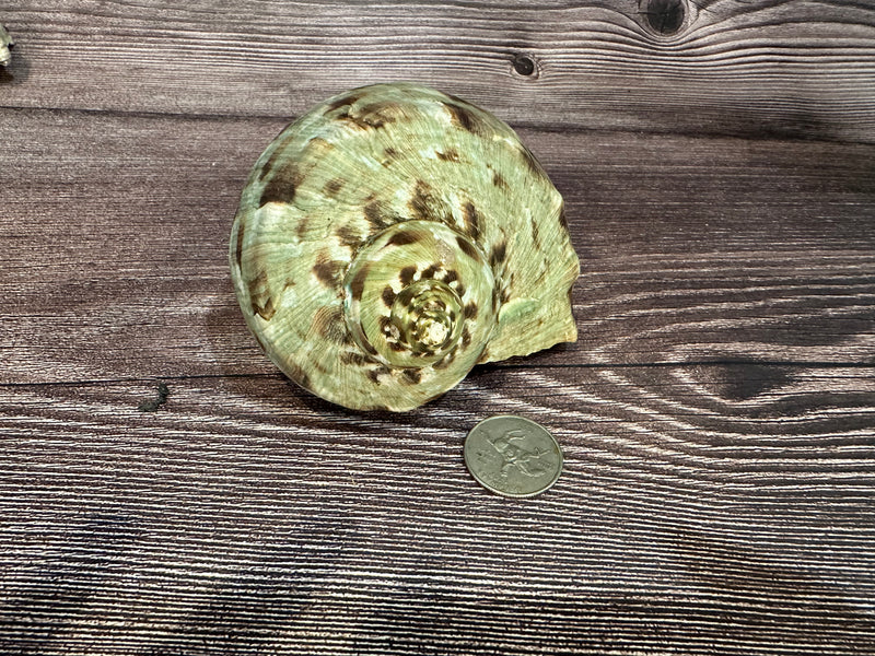 Raw Turbo Marmoratus Shell 3-4", displaying unique natural patterns and textures. Natural green, brown, & beige colors with a spiral top.