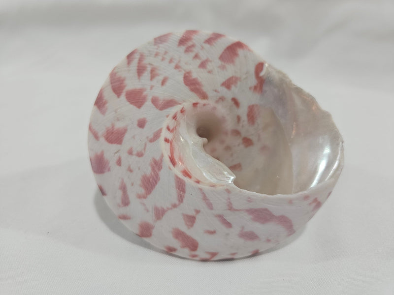 3" Trochus Niloticus Shells - Natural Pearlescent Top Shells for Decor and Crafting - ShelllsLoving Coastal Living