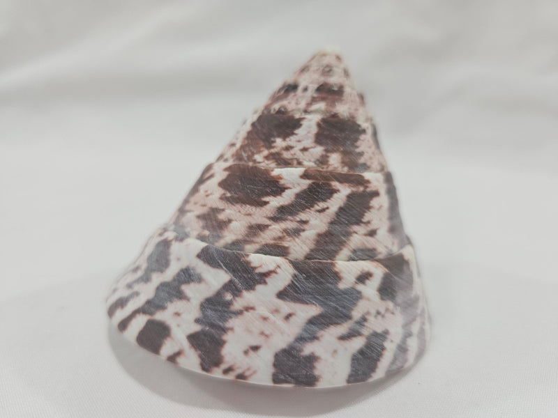 3" Trochus Niloticus Shells - Natural Pearlescent Top Shells for Decor and Crafting - ShelllsLoving Coastal Living