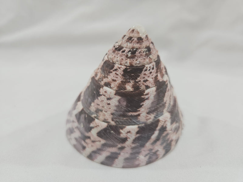 3" Trochus Niloticus Shells - Natural Pearlescent Top Shells for Decor and Crafting - ShelllsLoving Coastal Living
