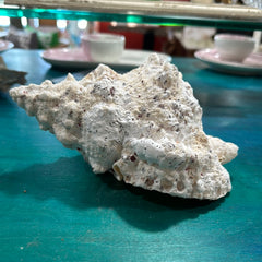 Calcium Covered Frog Conch Shell 9
