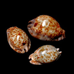 Rat Cowrie - Cypraea stercoraria with Documentation