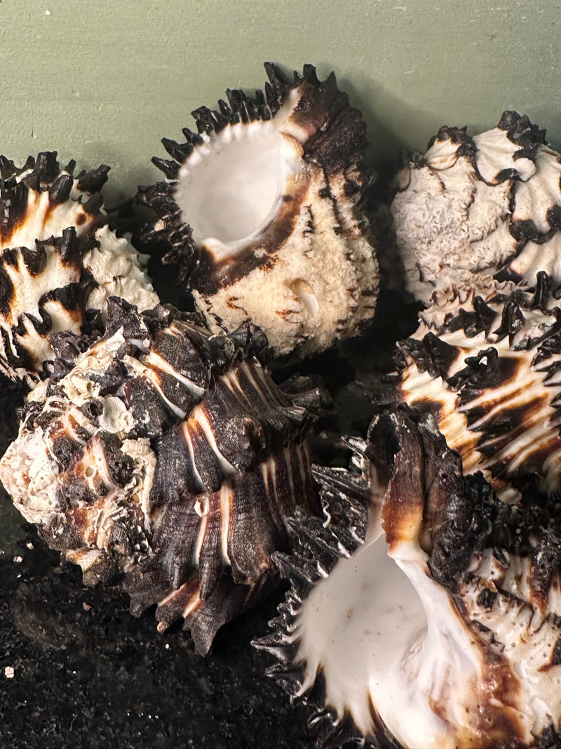 Radish Murex Shell - Hexaplex radix