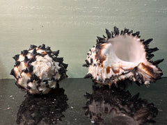 Radish Murex Shell - Hexaplex radix