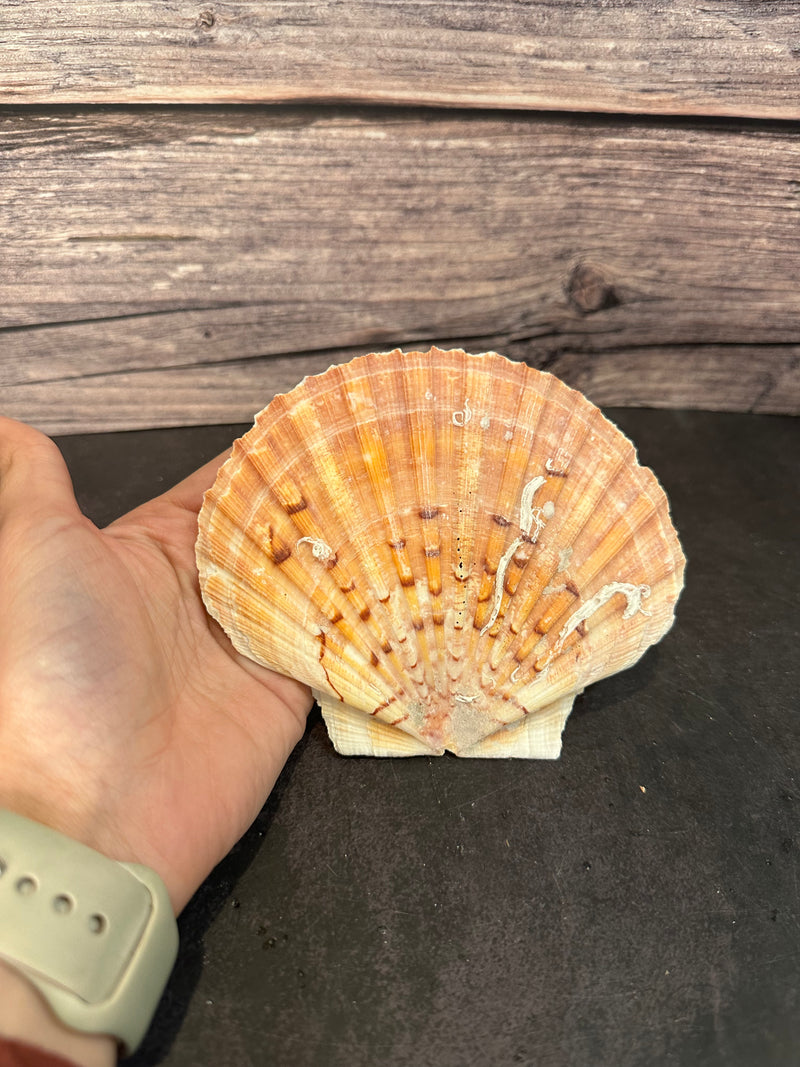 A vibrant Irish Flat Scallop shell with natural organic growth, including tube worms and barnacles, displayed on a dark surface with a wooden background. The shells showcase a range of colors from orange and pink to brown, with unique textures and markings adding to their natural beauty.