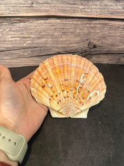 A vibrant Irish Flat Scallop shell with natural organic growth, including tube worms and barnacles, displayed on a dark surface with a wooden background. The shells showcase a range of colors from orange and pink to brown, with unique textures and markings adding to their natural beauty.