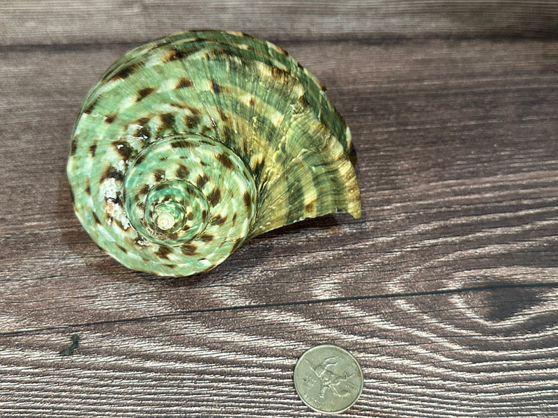 Raw Turbo Marmoratus Shell 4-5", displaying unique natural patterns and textures. Natural green, brown, & beige colors with a spiral top.