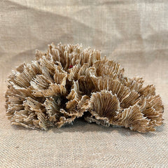 Vintage Natural Wavy Lettuce Coral - 9
