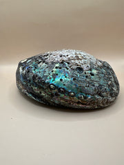 Side view of Red Abalone Shell showing natural weathered texture