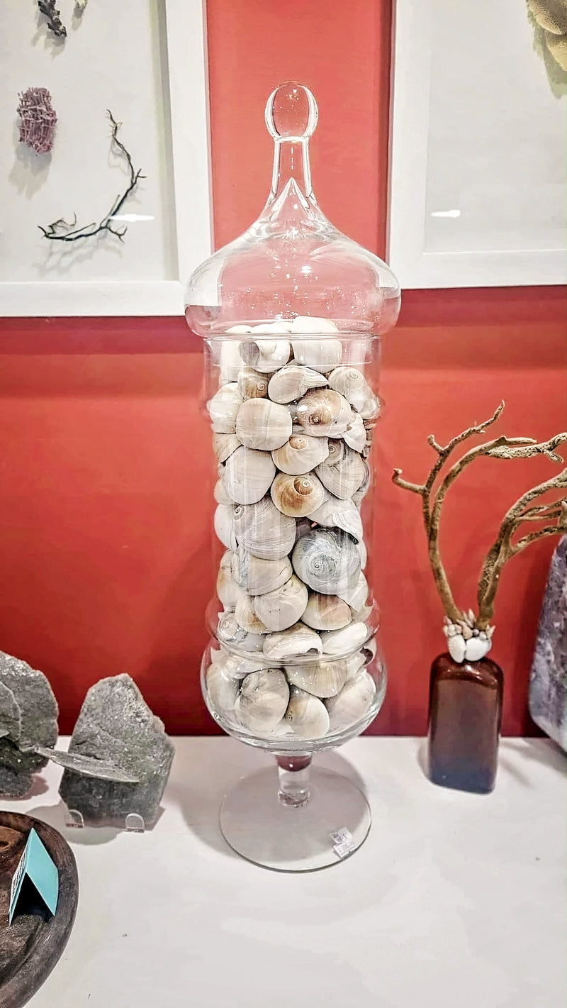Glass apothecary jar showcasing Whale’s Eye seashells – coastal home décor accessory