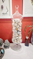 Glass apothecary jar showcasing Whale’s Eye seashells – coastal home décor accessory