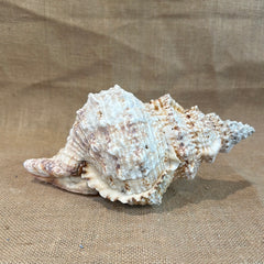 Large Frog Conch Shell 9